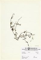 藏品(黃細心)的圖片